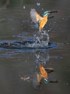 カワセミ　エビを咥えて水面飛び出し
