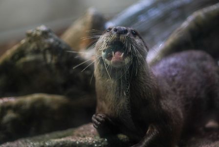 喰らうカワウソ