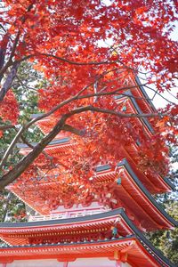 五重塔と紅葉🍁⠜