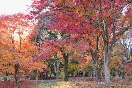 公園の紅葉 ➰🍂🍁