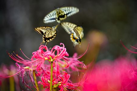 彼岸の海を舞う