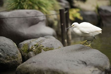 雨でもゴキゲンなコサギ