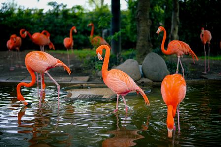 紅鶴のひととき