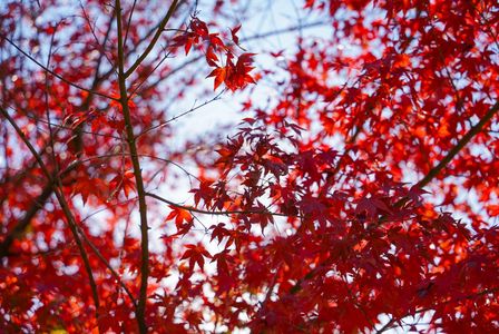 我孫子の紅葉🍁