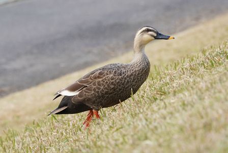鴨の散歩
