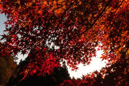 夕刻の紅葉