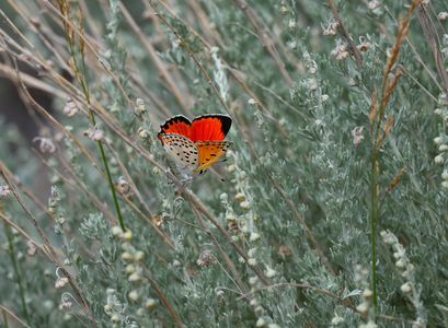 キルギスの草原の小さな炎