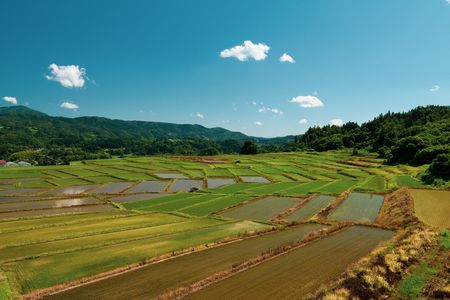 椹平の棚田