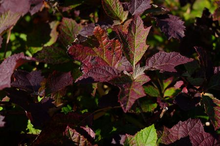 カシワバアジサイの紅葉