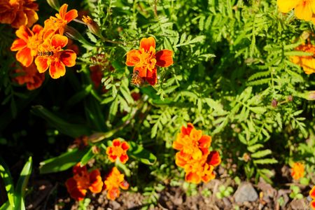 ハナアブとマリーゴールド