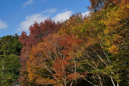県民の森の紅葉