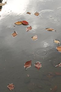秋の小川の水面