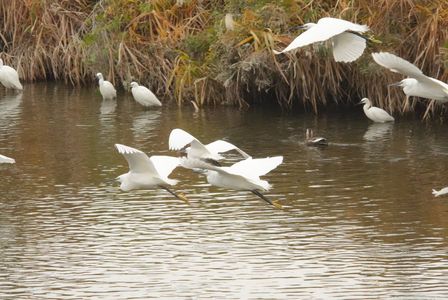 飛翔するコサギ