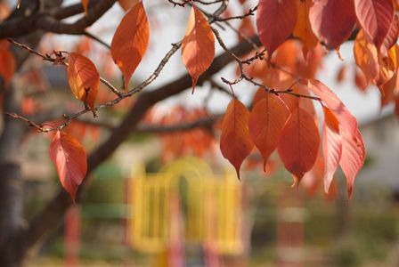 公園の紅葉