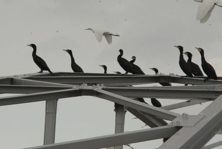 白と黒　鉄橋の鳥達