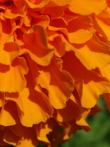 マリーゴールド