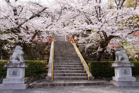 桜と狛犬