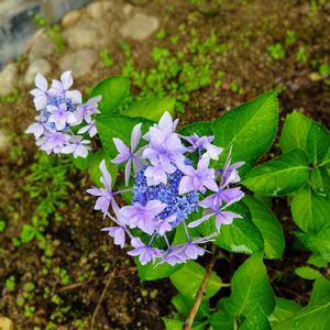 雨の中の紫陽花②