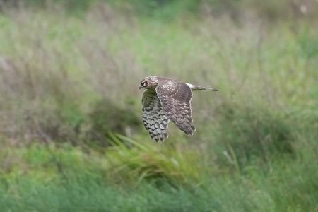ハイイロチュウヒのメス
