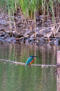 初めてのカワセミ