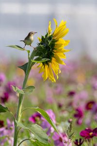 向日葵は見張り塔