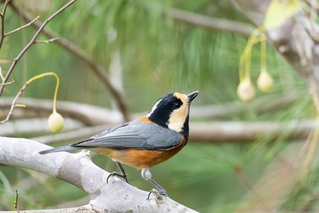 エゴノキの実とヤマガラ