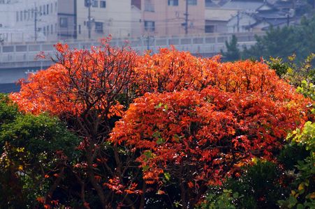 櫨の木の紅葉