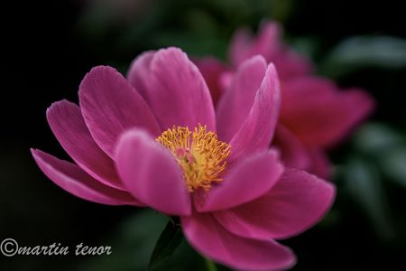 芍薬　#フラワー2025#