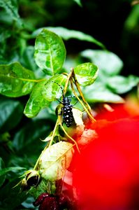 ゴマダラカミキリ