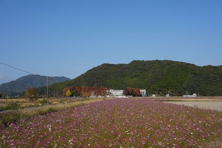 小学校とコスモス畑