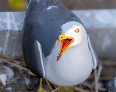 歌舞伎うみねこ