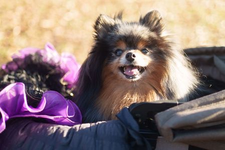 穏やかな休日〜