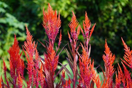 義父が植えたケイトウ