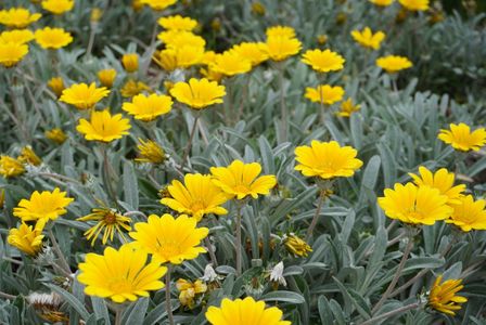 義母の趣味のお花　#フラワー2025#