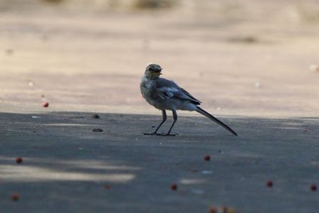 散髪でスッキリ、ハクセキレイ