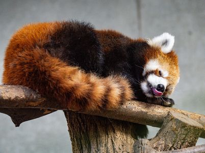 ペロスヤレッサー