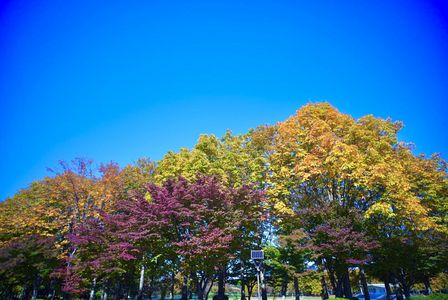 紅葉〜VoigtlanderSuperwide Heliar15mmF4.5