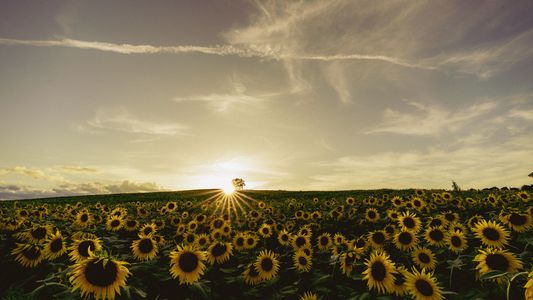夕日を浴びる向日葵