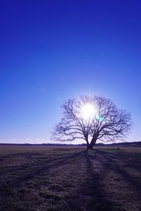 キボウノヒカリ