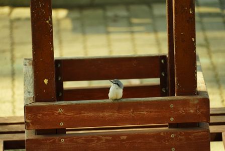 鳥と待ち合わせ
