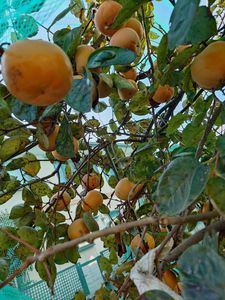 鳥に食べられなかった太秋柿
