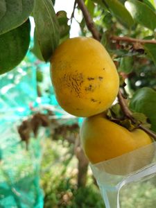 太秋柿　そろそろ食べ頃？