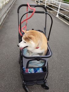 ペットカートデビューです