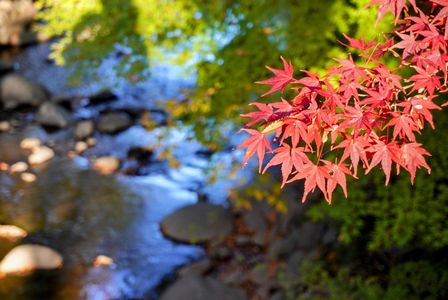 川と紅葉