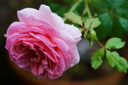 薔薇　〜プリンセス・アレキサンドラ・オブ・ケント〜