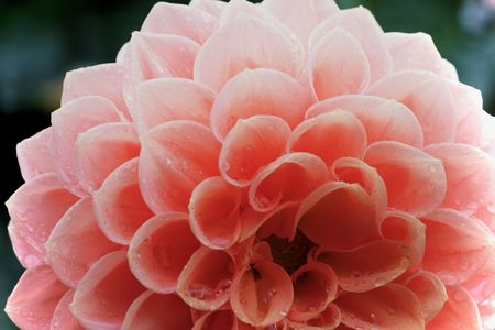 ダリア　〜名前はまだ無い〜