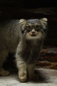 忍び寄るマヌルネコ