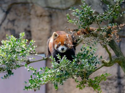 レッサーパンダ