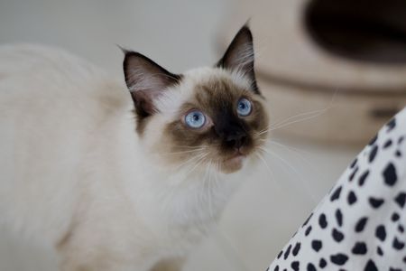 お姉ちゃん、遊ぼっ。