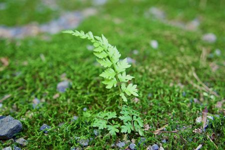 神社の木陰にみつけた苔